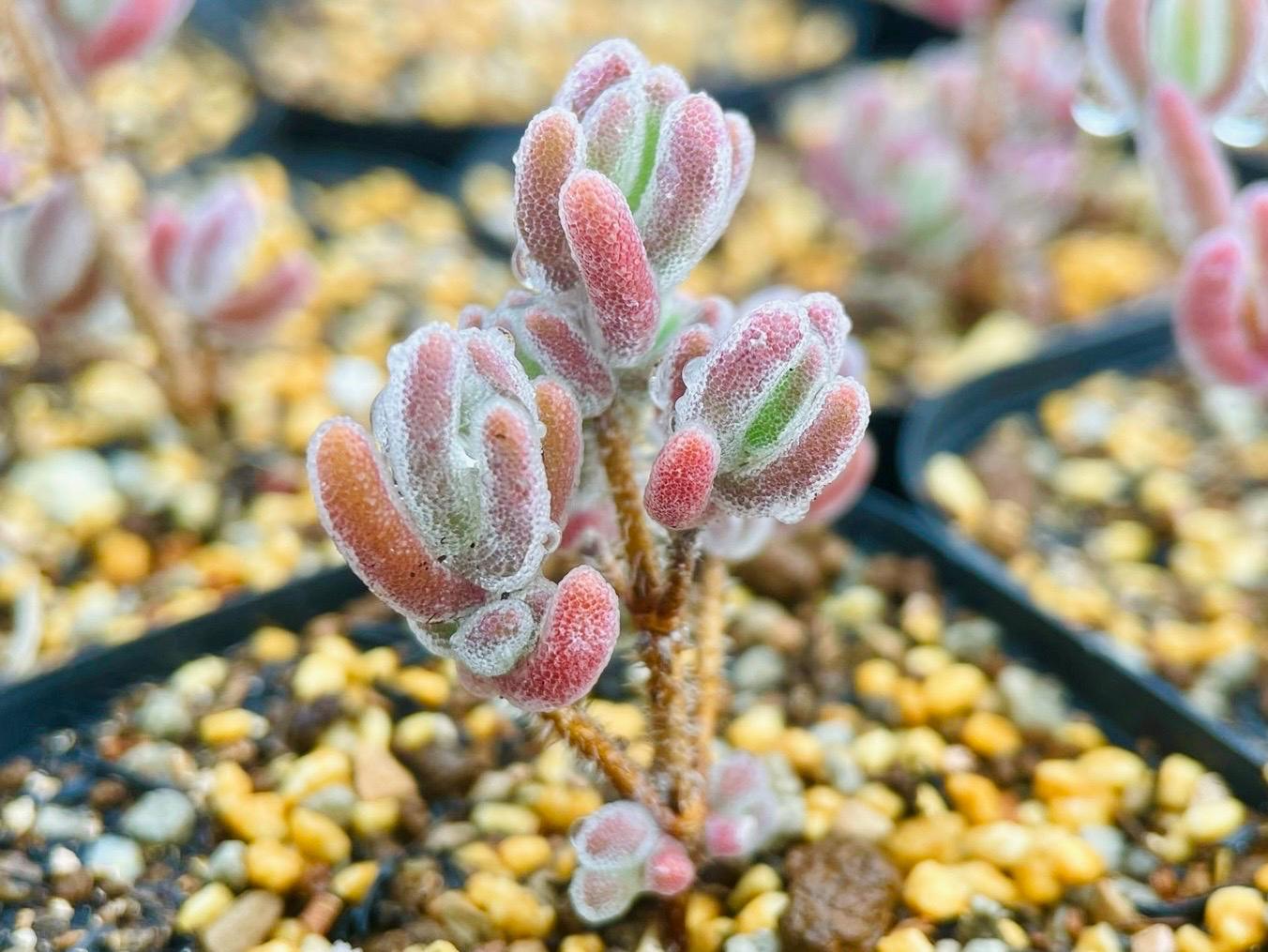 10 Seeds drosanthemum floribundum Diamond Very Rare Succulent Seed Pink Succulents Meaty Plants