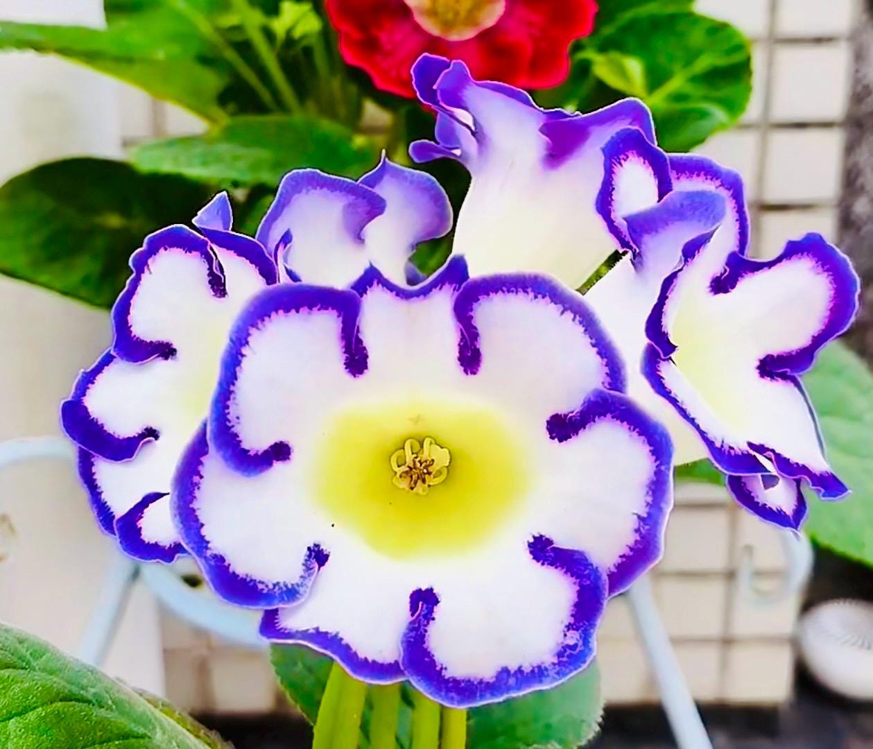 10 Seeds of Rare Gloxinia Sinningia Speciosa 'Velvet Loop' Hybrid | Velvet Blooms, Collector's Choice | Premium Easy-Care Houseplant