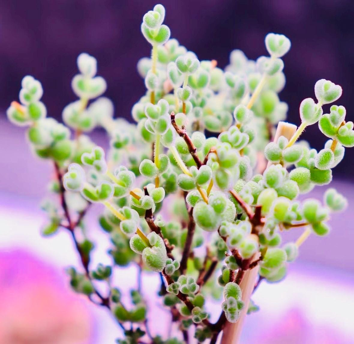 10 Seeds Drosanthemum delicatulum Very Rare Succulent Seed Pink Succulents Meaty Plants