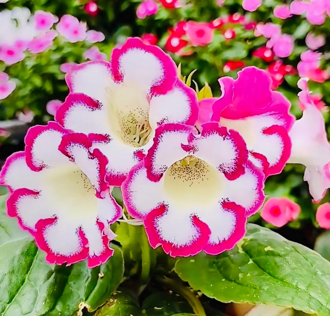 10 Seeds of Rare Gloxinia Sinningia Speciosa 'Pink Loop' Hybrid | Pink Blooms, Collector's Choice | Premium Easy-Care Houseplant