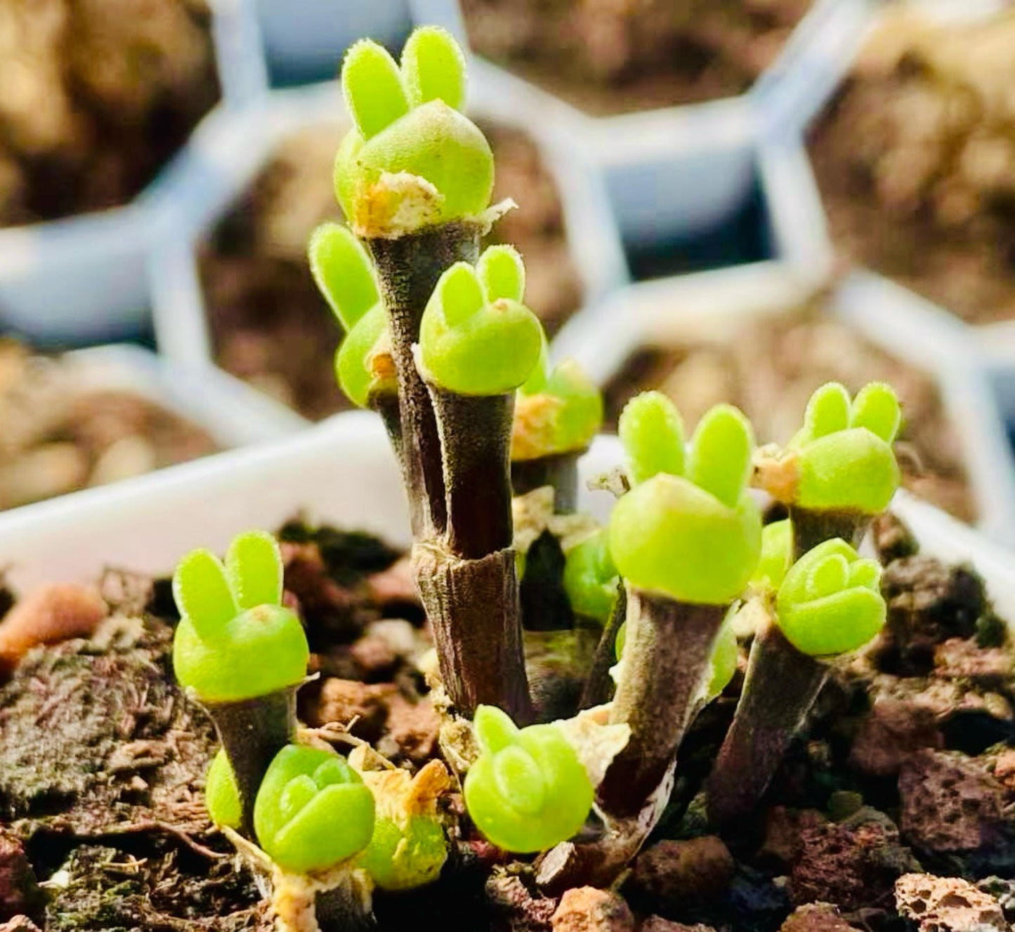 10 Seeds Dicrocaulon ramulosum Very Popular Succulent Seed Pink Succulents Meaty Plants