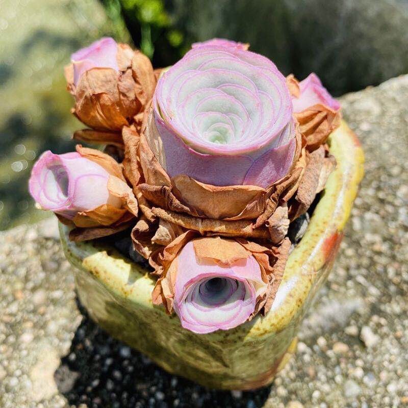 10 Seeds Greenovia aurea sp. 'Love Letter' very Rare Pink mountain Rose Seed Succulent Bonsai Plant Flower Succulents Meaty Plants