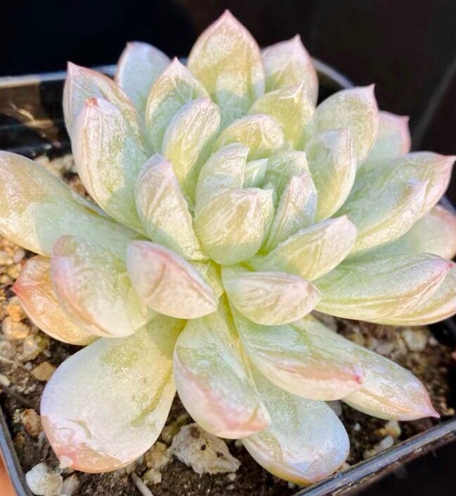 10 Seeds Echeveria ‘Alba’ X Tolimanensis, Elsa, Rare Succulents hybrid Seed