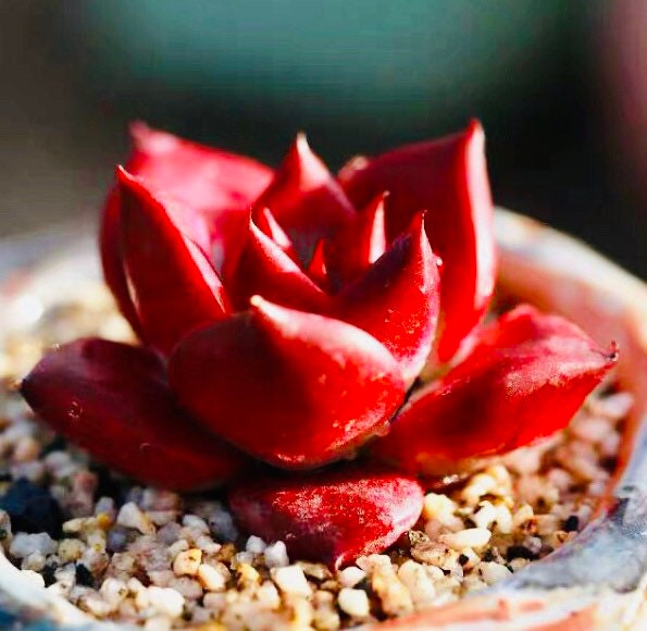 10 Seeds Echeveria Agavoides Romeo Rubin Rare Succulent Plant