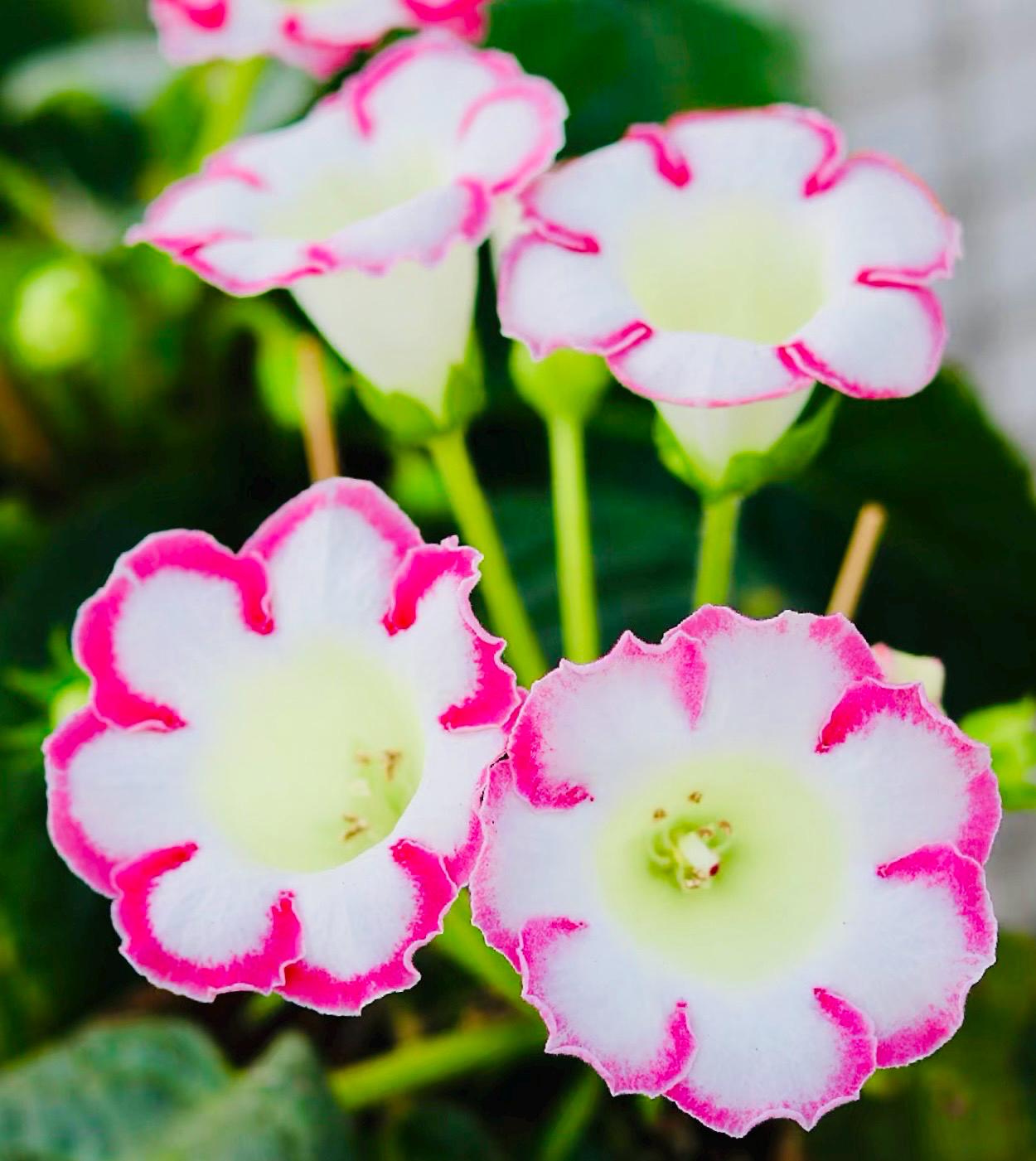 10 Seeds of Rare Gloxinia Sinningia Speciosa 'Pink Loop' Hybrid | Pink Blooms, Collector's Choice | Premium Easy-Care Houseplant