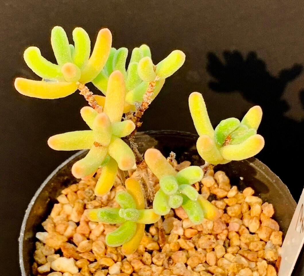 10 Seeds Drosanthemum eburneum Very Rare Succulent Seed Pink Succulents Meaty Plants