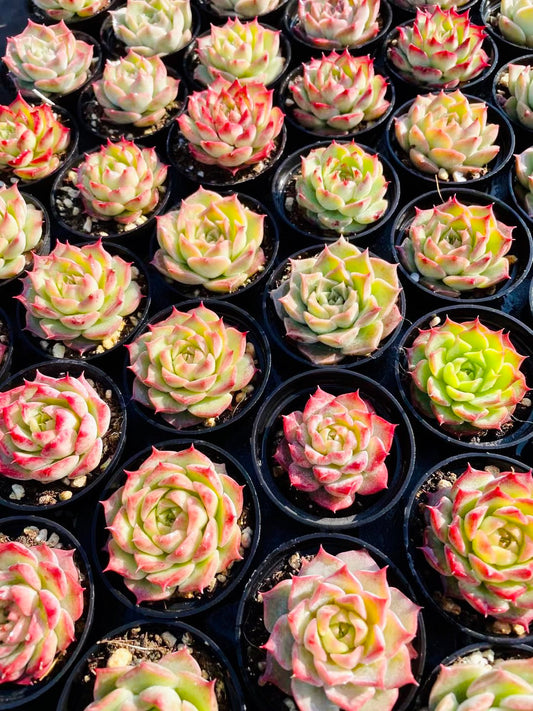 10 Seeds MIX Echeveria romeo rubin sp Hybrid Rare Succulent Plant