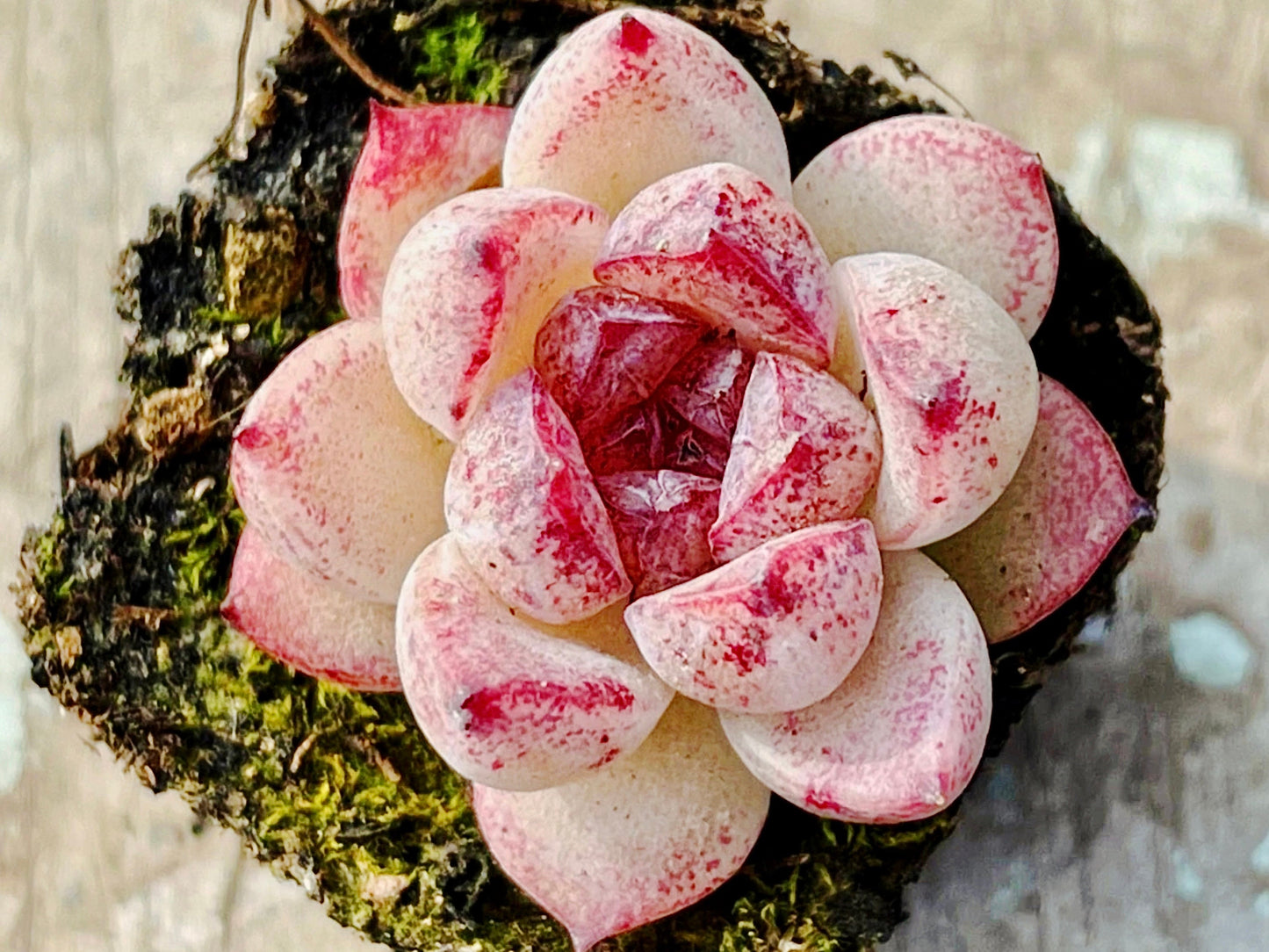 10 Seeds Echeveria Blood Maria (Black Queen, Black rose) X Chihuahuaensis Hybrids Succulent Plant