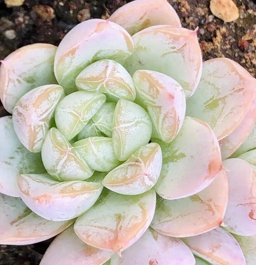 10 Seeds Echeveria ‘Alba’ X Tolimanensis, Elsa, Rare Succulents hybrid Seed