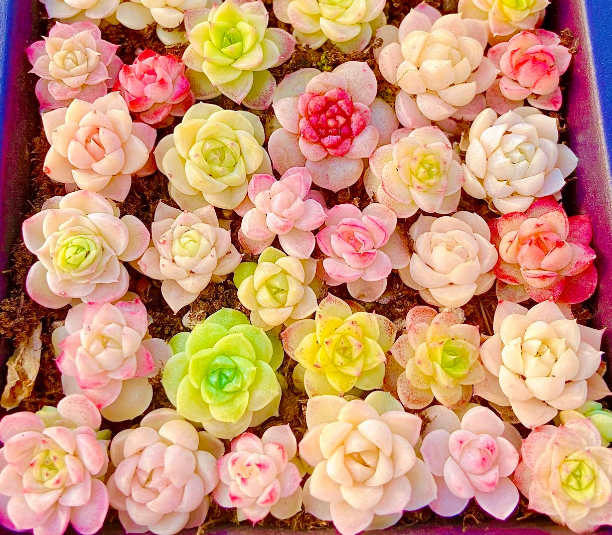 50 seeds Succulent Echeveria Hybrid Mix – Colorful Varieties – Easy to Grow