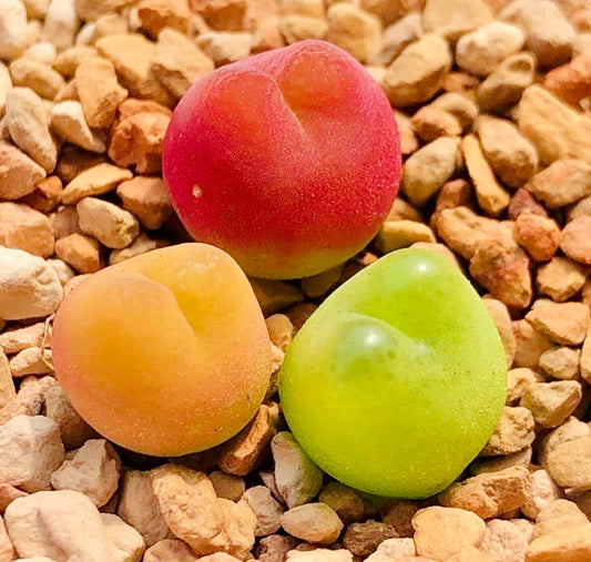 10 Seeds MIX colorful Conophytum maughanii sp Rare Succulent Seed Succulents Meaty Plants