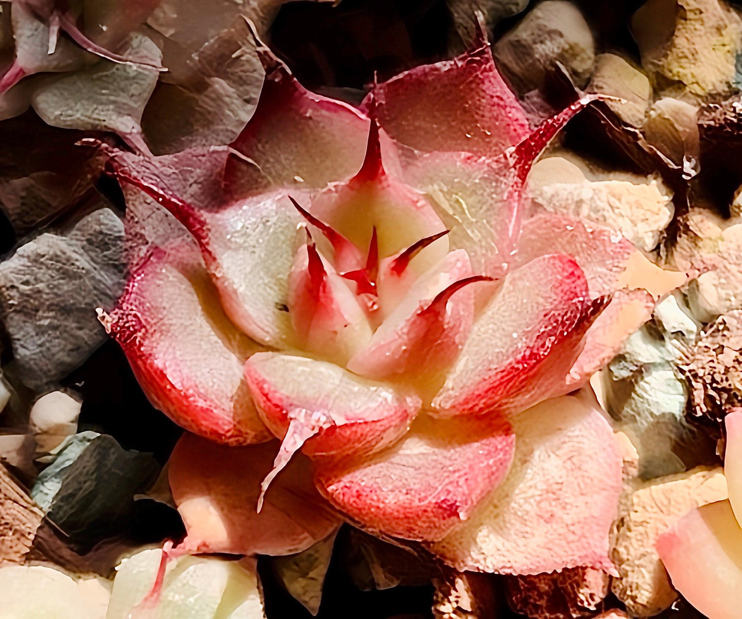 10 Seeds Echeveria ' Ruby Star ' New romeo rubin hybrid Rare Succulent Plant