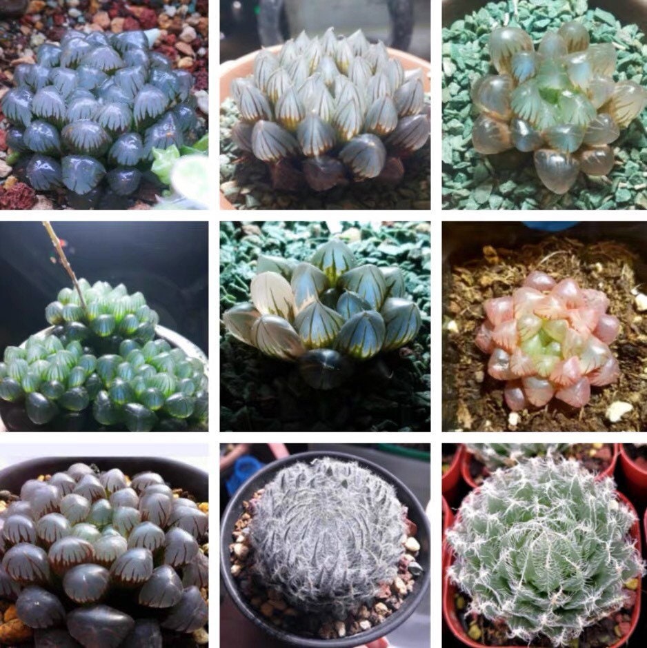 10 MIX Seeds Haworthia Cooperi sp MIX seed Very Rare Succulent Pink Plant Flower Succulents Meaty Plants