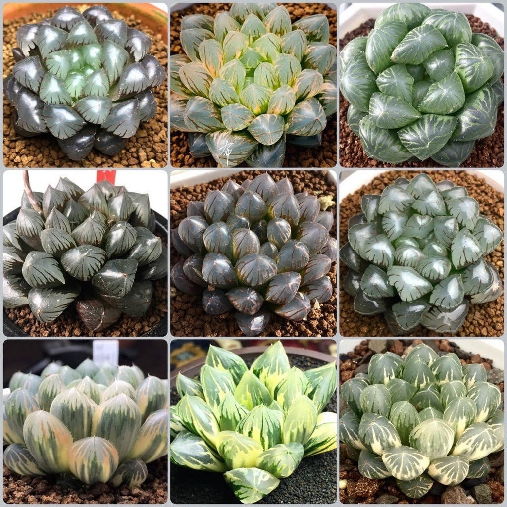 10 MIX Seeds Haworthia Cooperi sp MIX seed Very Rare Succulent Pink Plant Flower Succulents Meaty Plants