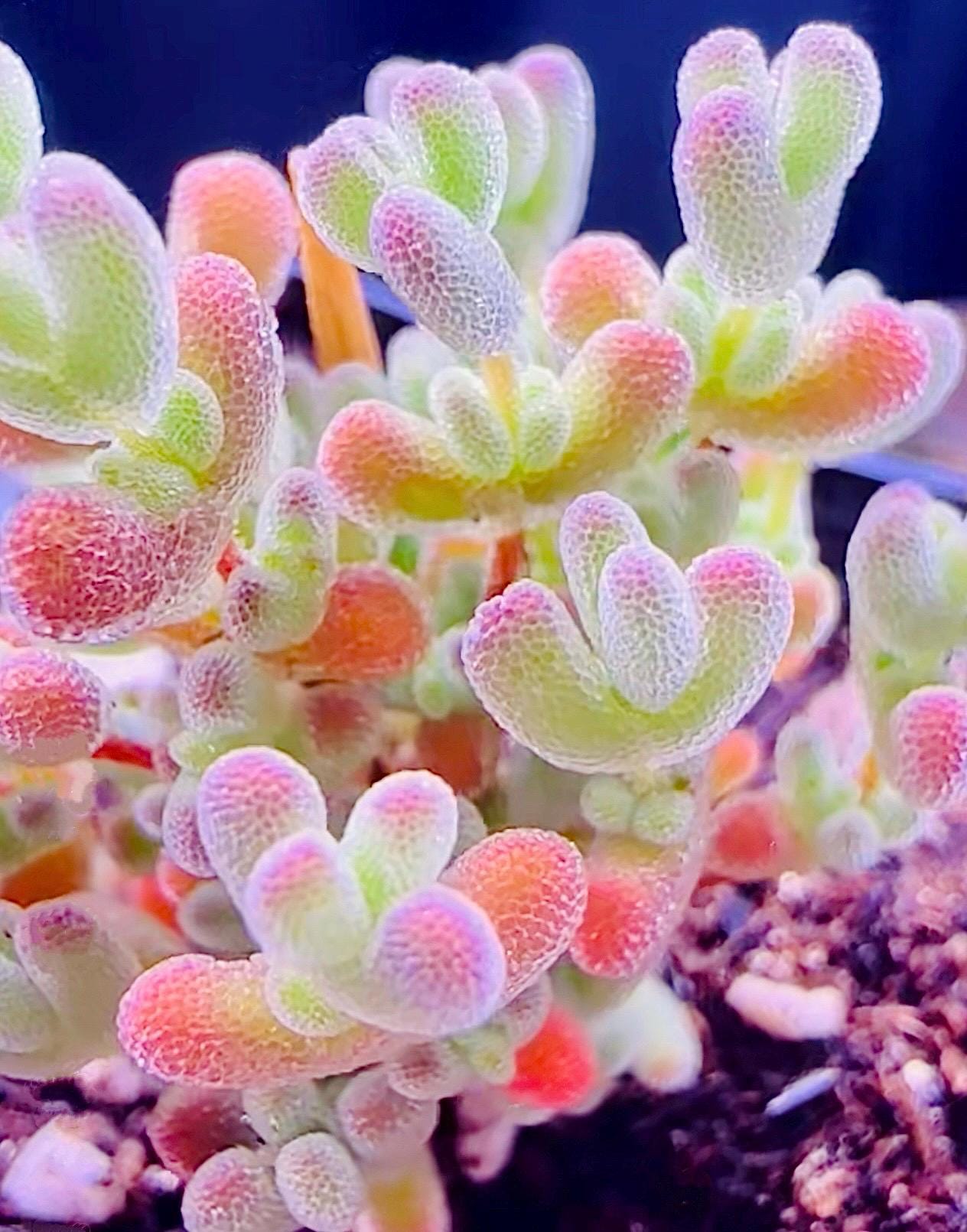 10 Seeds Drosanthemum delicatulum Very Rare Succulent Seed Pink Succulents Meaty Plants