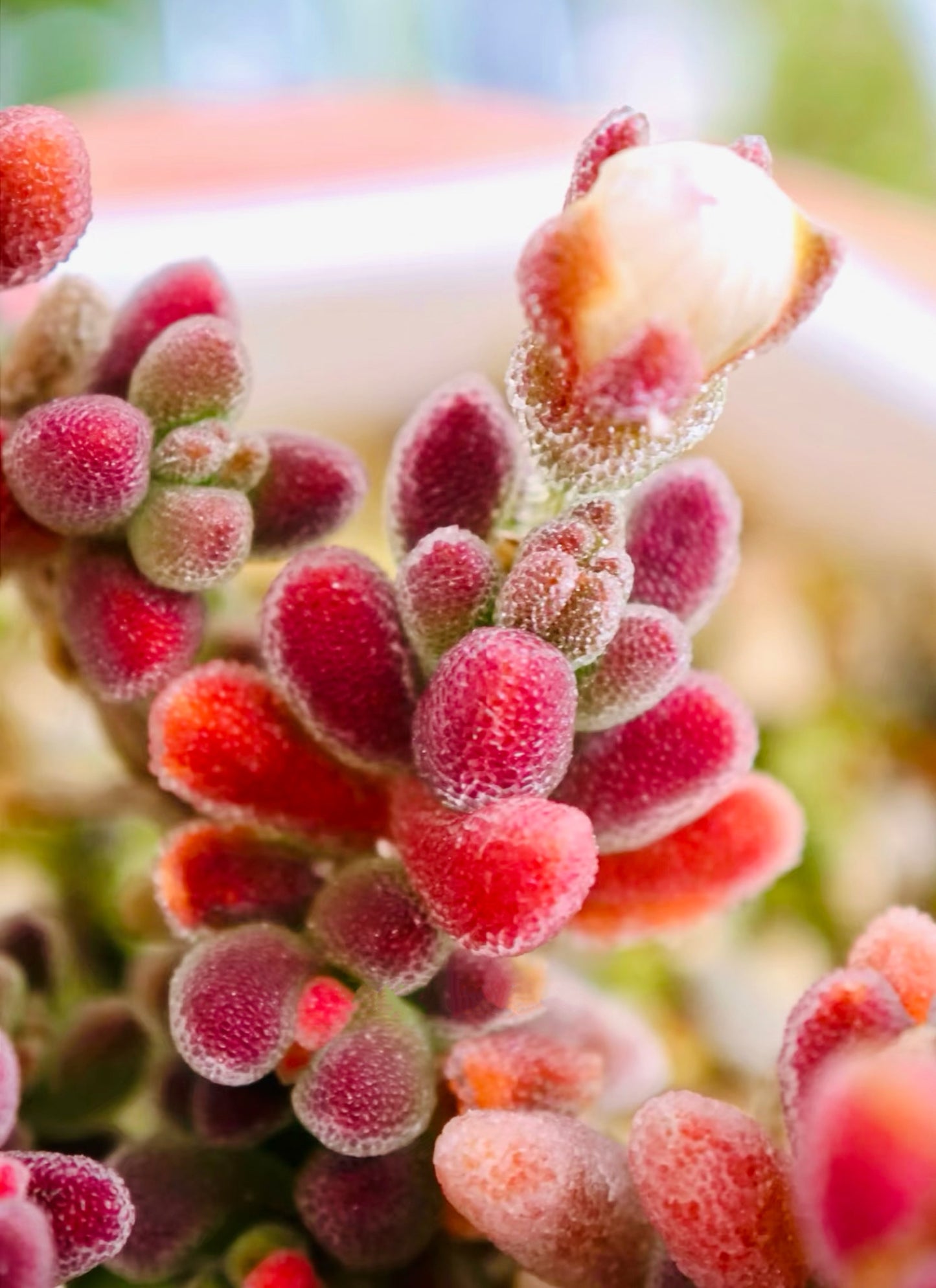 10 Seeds 1491.16-Drosanthemum sp SB1410 Rare Succulent Seed Pink Succulents Meaty Plants