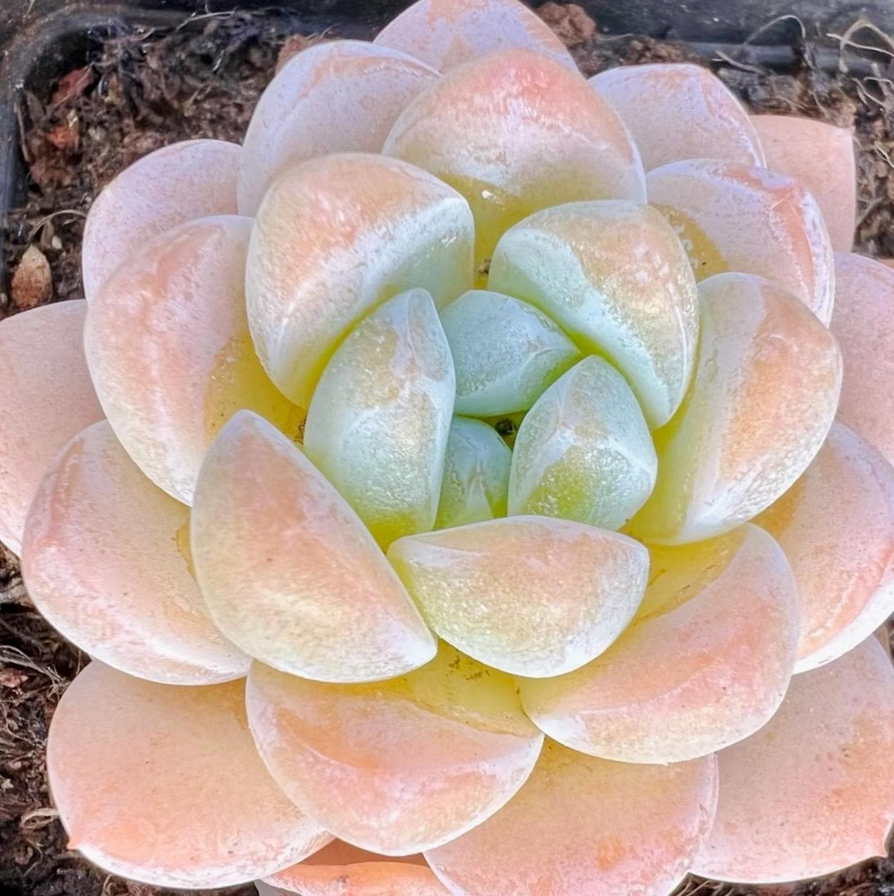 10 Seeds Echeveria Ice Green X Laui Hybrid Seeds: Rare Pink Purple Succulent