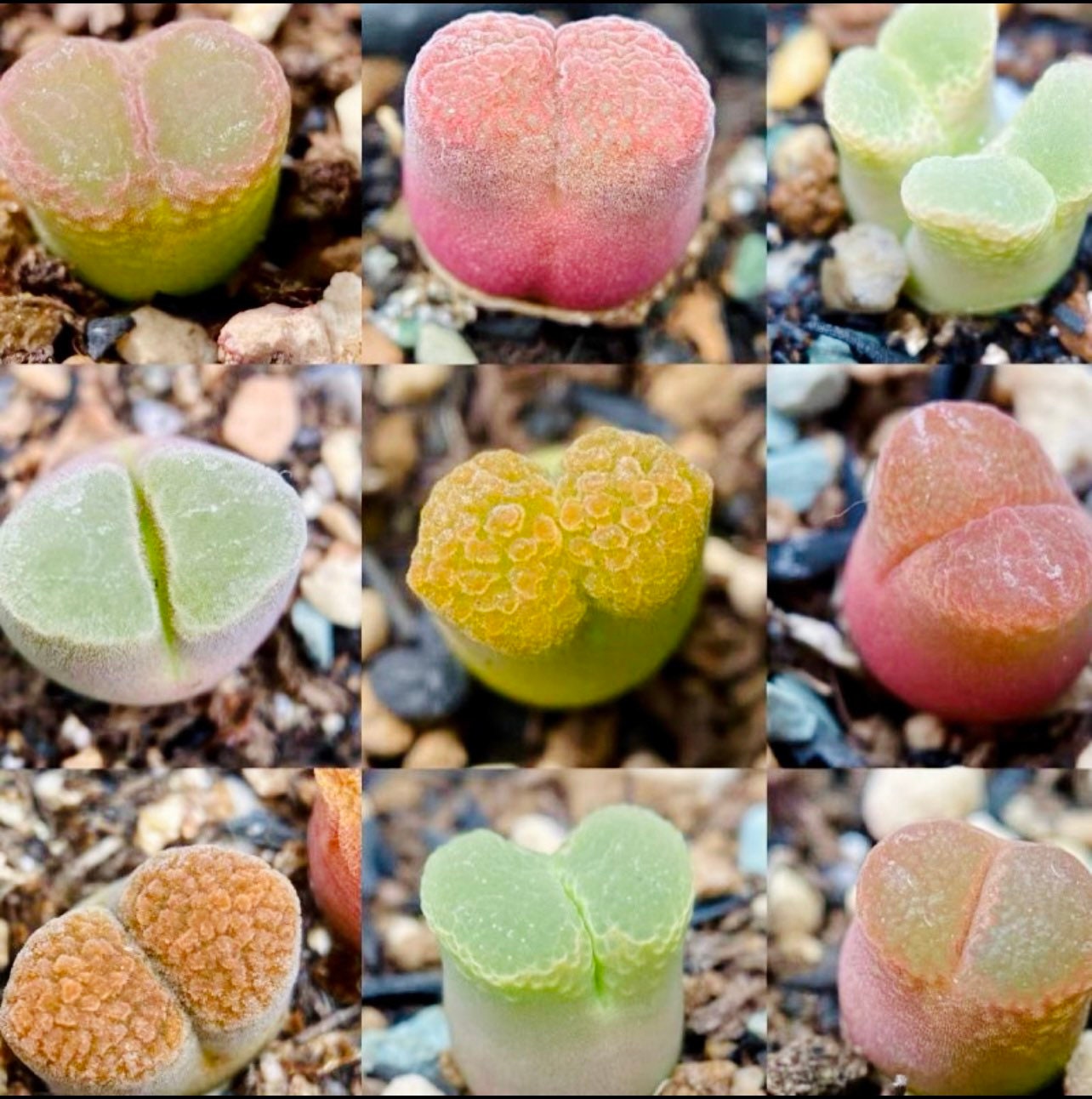 10 Seeds MIX colorful Ophthalmophyllum sp / Conophytum sp Rare Succulent Seed Pink Succulents Meaty Plants Living stone