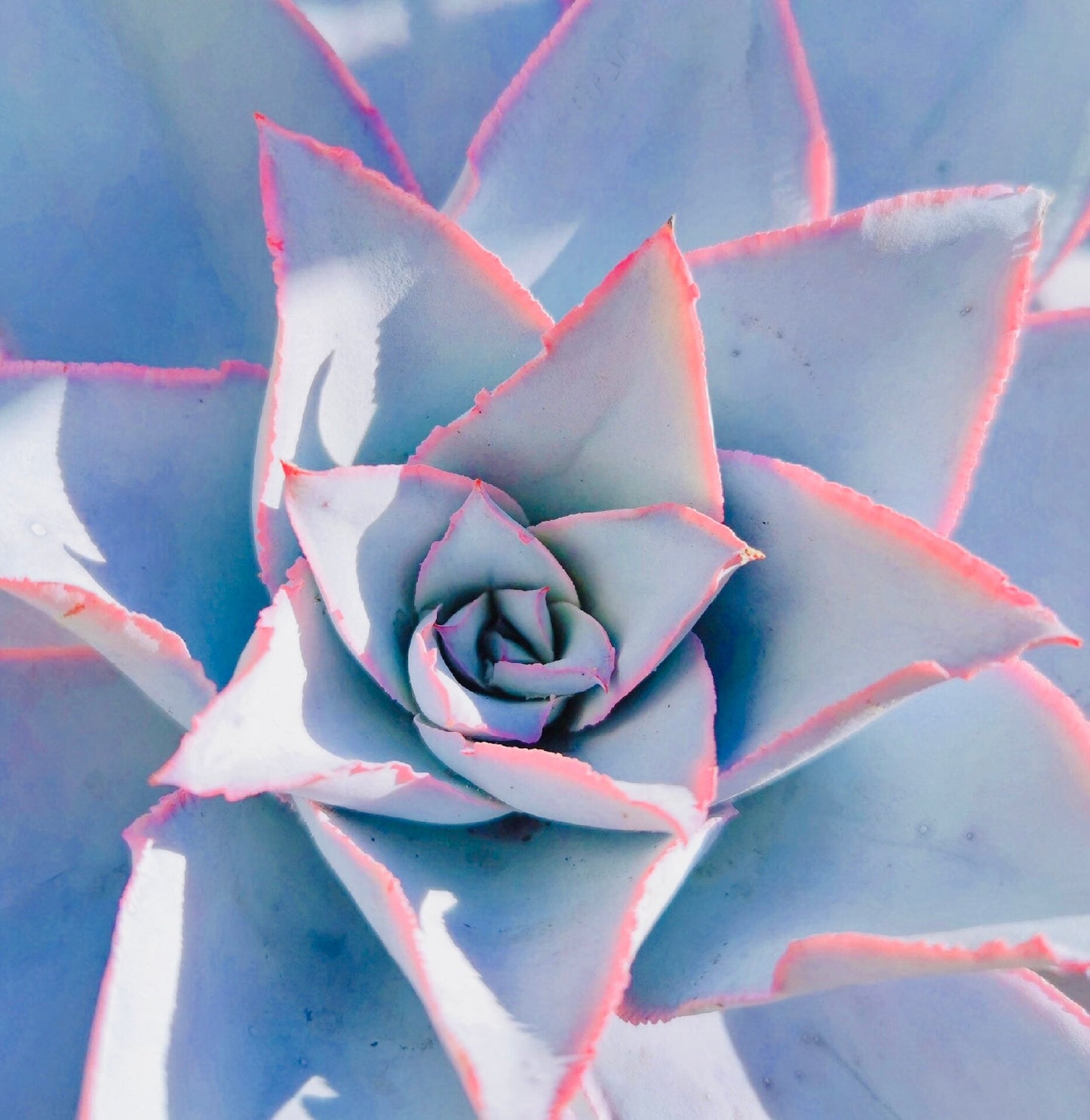 10 Seeds Echeveria Cante Rare Succulent Seeds Plant Flower Succulents Meaty Plants seeds
