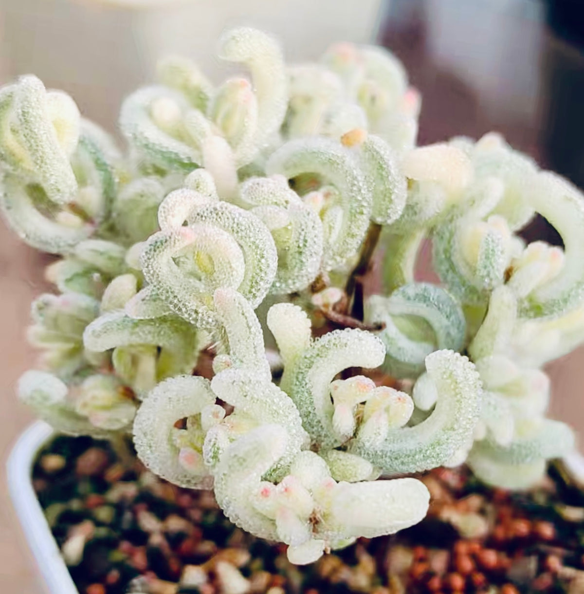 10 Seeds, Variegated Drosanthemum floribundum ‘White Crystal’, Succulent seed