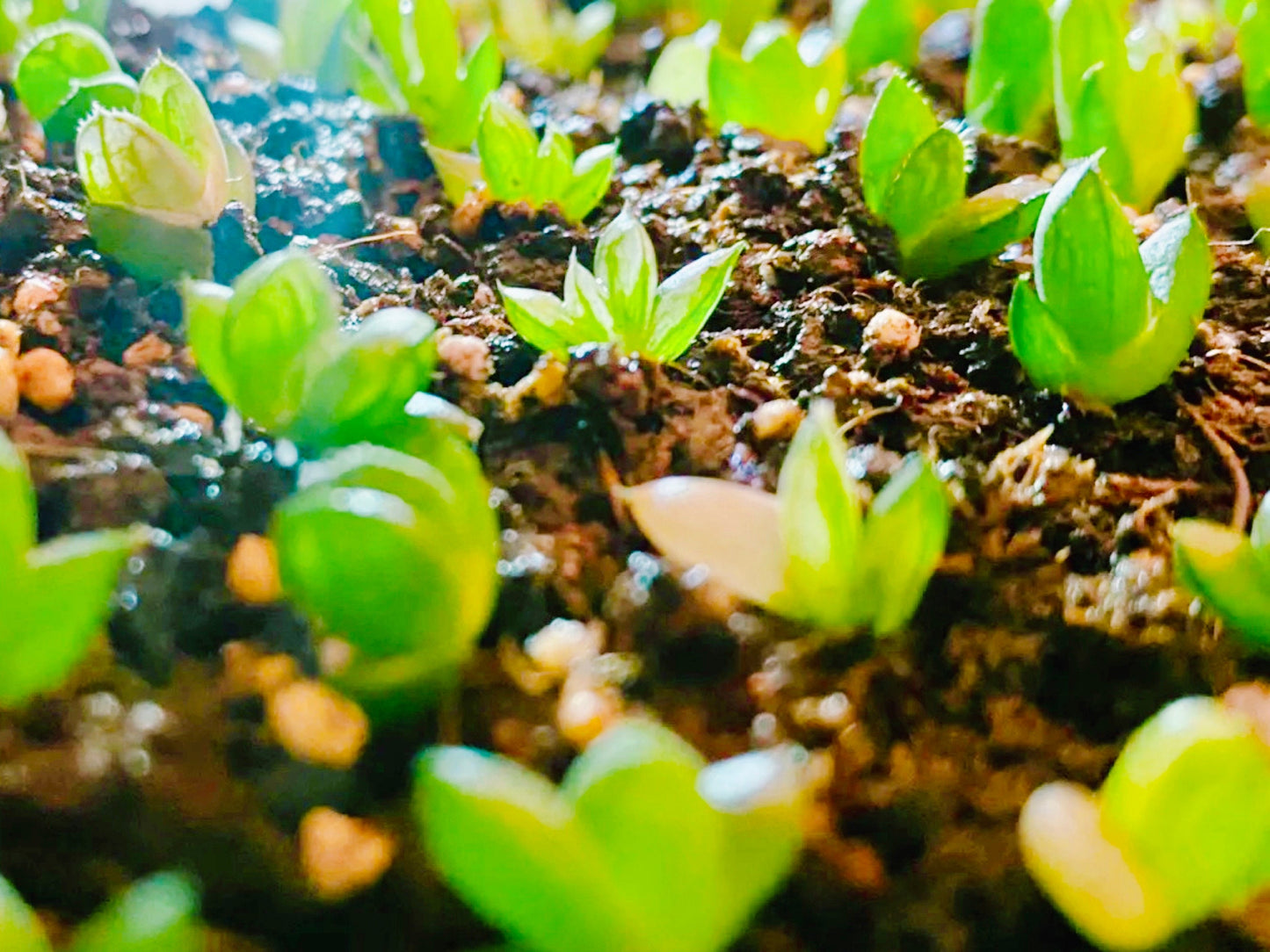 10 MIX Seeds Variegated Haworthia Emelyae / Picta sp seed Very Rare Succulent Meaty Plant