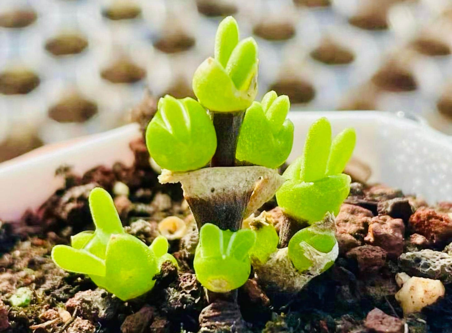 10 Seeds Dicrocaulon ramulosum Very Popular Succulent Seed Pink Succulents Meaty Plants