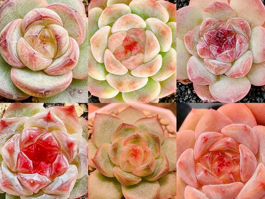 10 Seeds MIX Echeveria Candy Heart collection New Hybrids Mix Succulent Seed Purple Succulents Meaty Plants