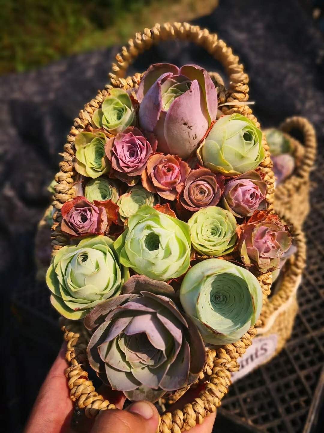 10 Seeds Rare Mountain Rose Seed MIX Greenovia Succulent Pink Purple Bonsai Plant Flower Succulents Meaty Plants
