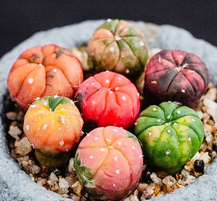 10 Seeds Astrophytum ‘Star plant’ v. Variegated Rare Succulents Cactus