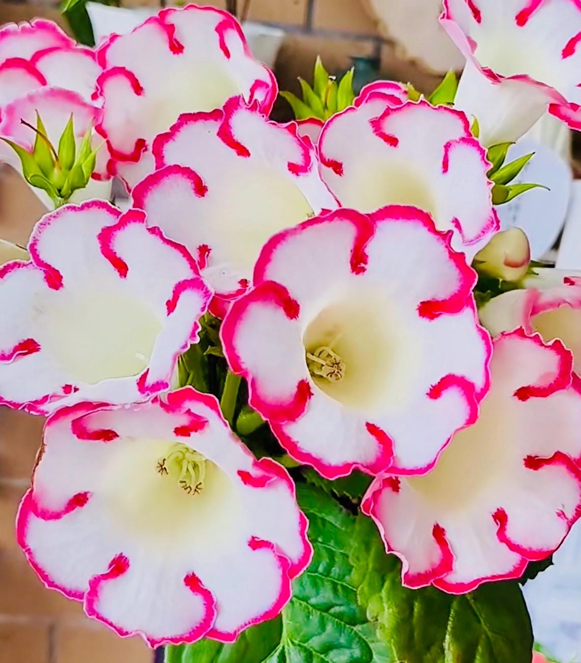 10 Seeds of Rare Gloxinia Sinningia Speciosa 'Pink Loop' Hybrid | Pink Blooms, Collector's Choice | Premium Easy-Care Houseplant