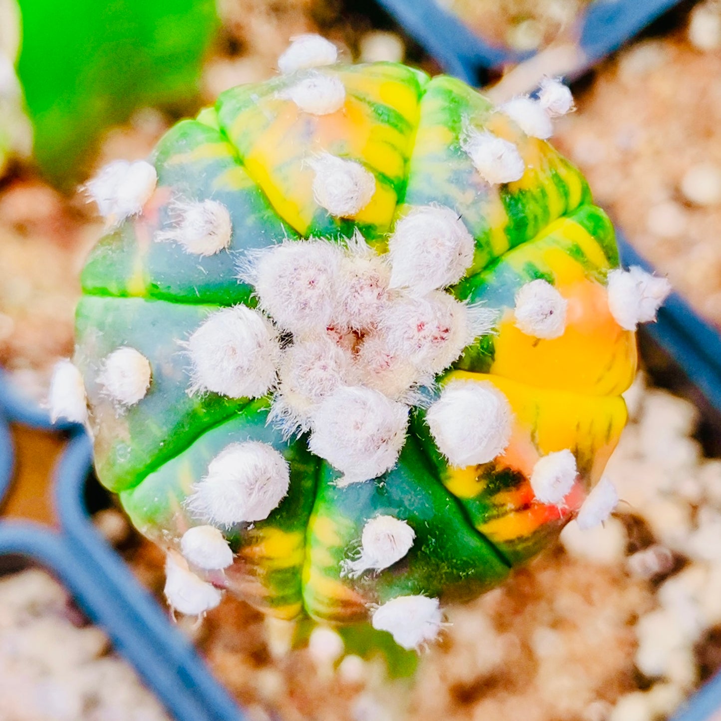 10 Seeds Astrophytum ‘Star plant’ v. Variegated Rare Succulents Cactus