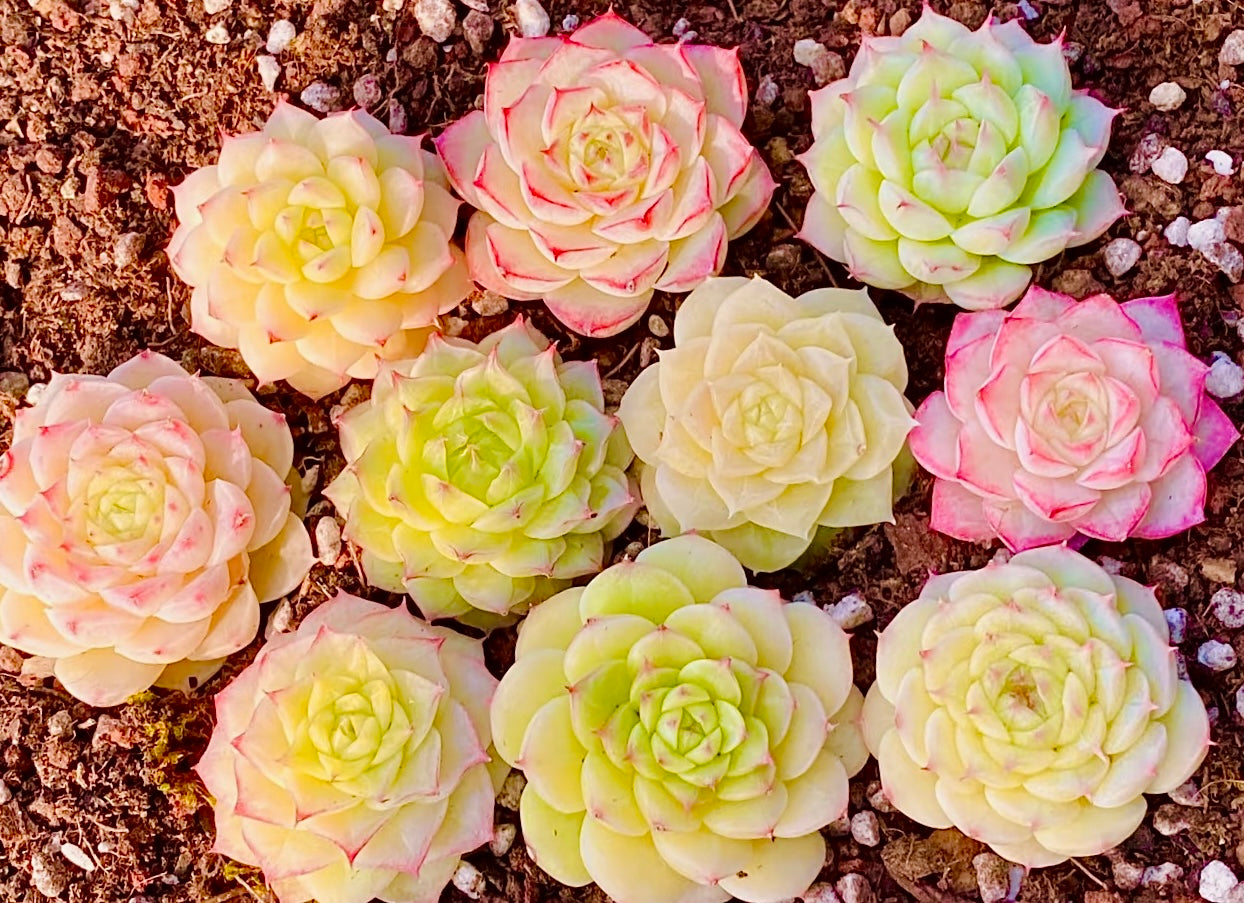 50 seeds Succulent Echeveria Hybrid Mix – Colorful Varieties – Easy to Grow