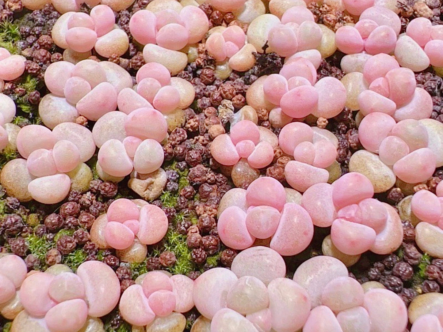 10 Seeds Pachyphytum 'Pink Cheese' X Echeveria Laui: Rare Pink Succulent Hybrid