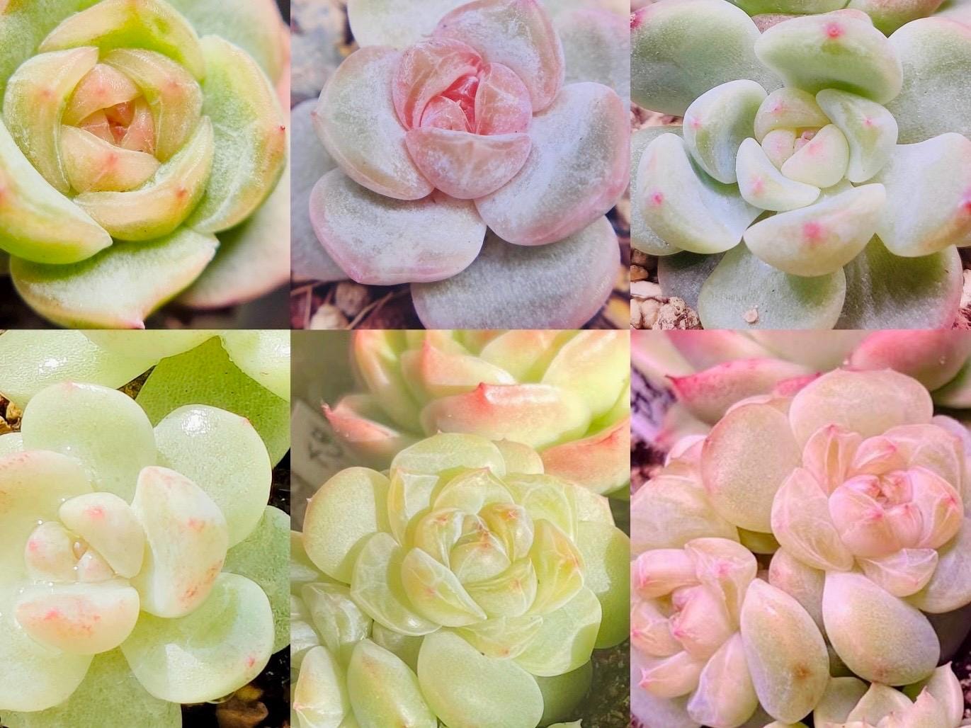 10 Seeds MIX Echeveria Candy Heart collection New Hybrids Mix Succulent Seed Purple Succulents Meaty Plants