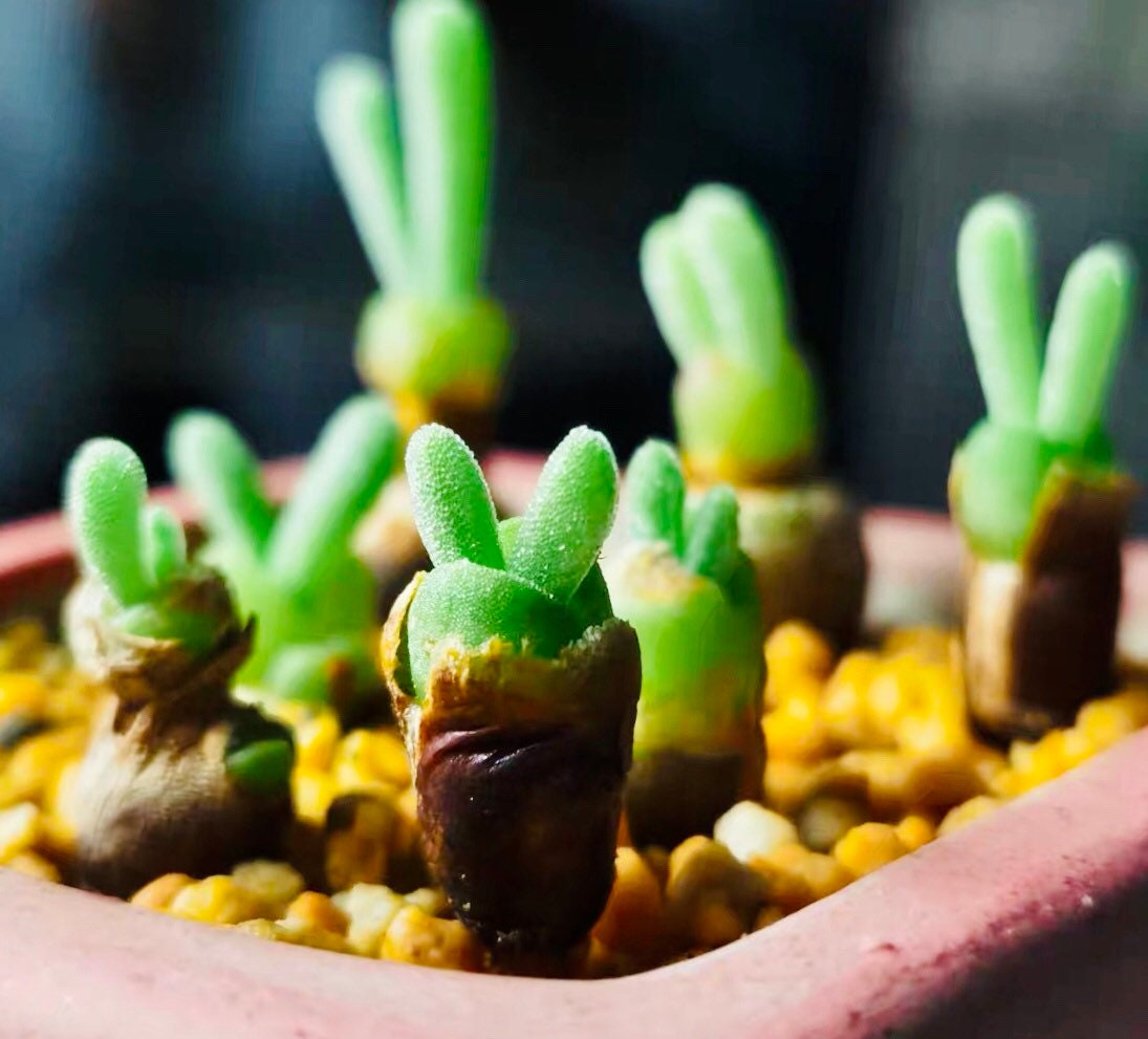 10 Seeds Monilaria moniliformis ‘Bunny Ear’/ ‘String of Pearls Rare’ Succulent Seed Living Stones Pink Purple Succulents Meaty Plants