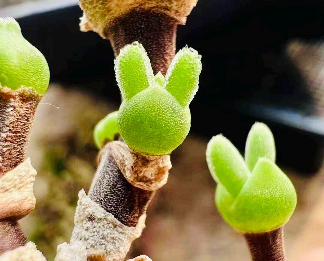 10 Seeds Dicrocaulon ramulosum Very Popular Succulent Seed Pink Succulents Meaty Plants