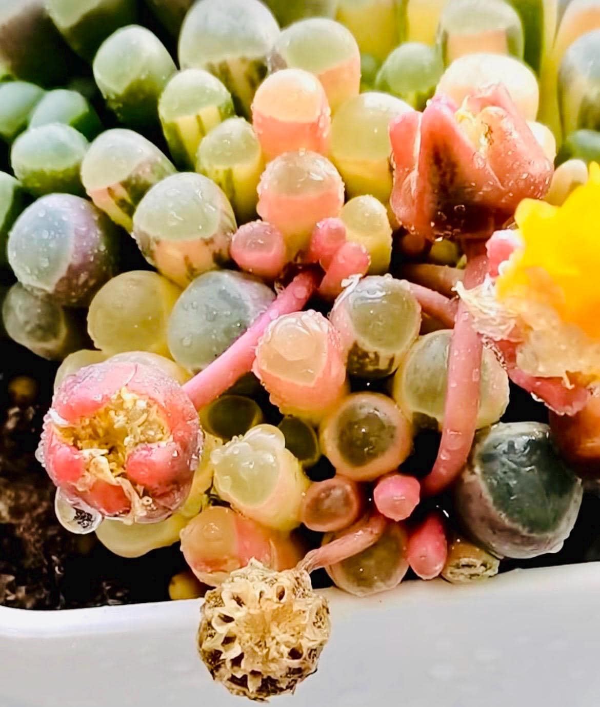 10 Seeds Fenestraria aurantiaca var. (Baby toes) Variegated Very Rare Succulent Seed Pink Succulents Meaty Plants