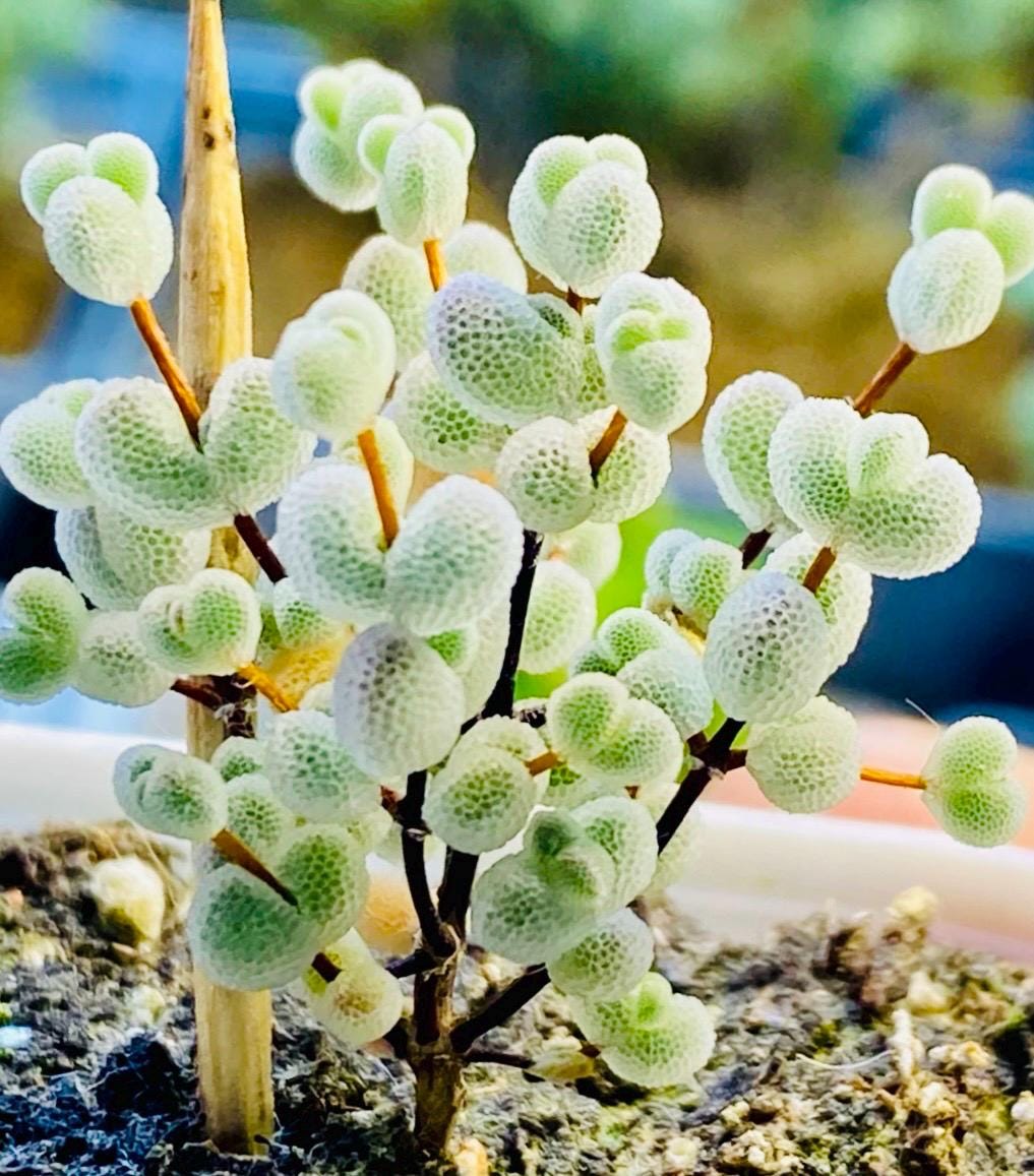 10 Seeds Drosanthemum delicatulum Very Rare Succulent Seed Pink Succulents Meaty Plants