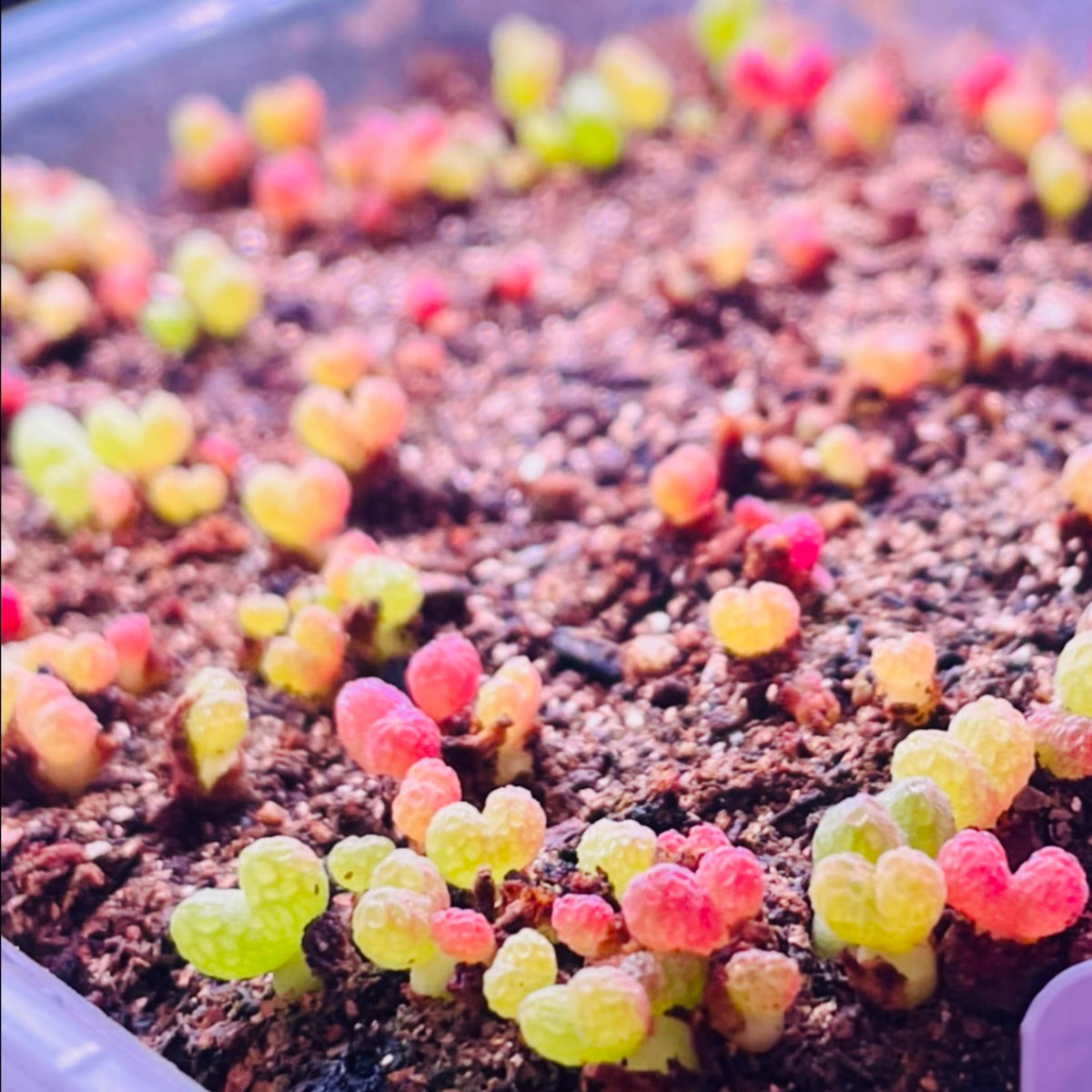 10 Seeds Diplosoma luckhoffii (Maughaniella luckhoffii) Seeds – Duckfoot Mesemb