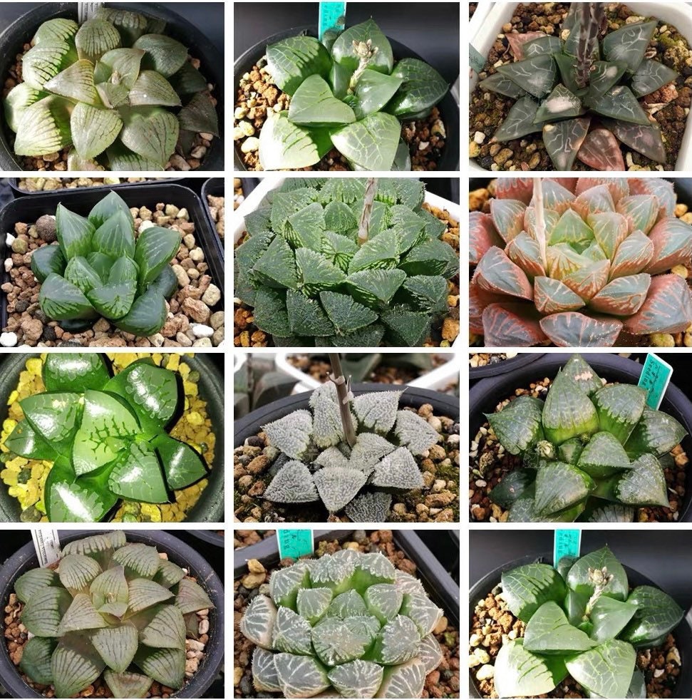 10 MIX Seeds Haworthia Emelyae / Picta sp MIX seed Very Rare Succulent Pink Plant Flower Succulents Meaty Plants