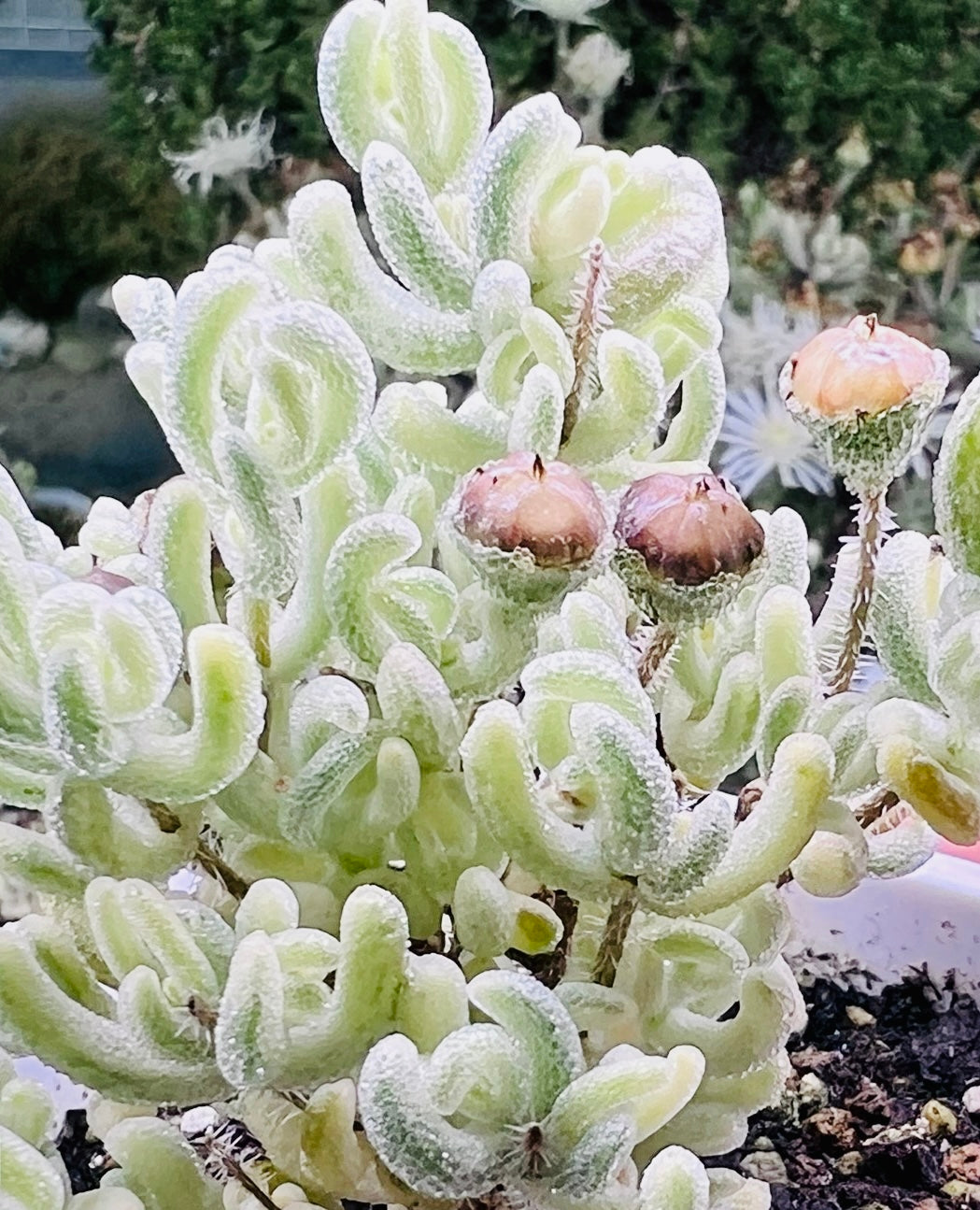 10 Seeds, Variegated Drosanthemum floribundum ‘White Crystal’, Succulent seed