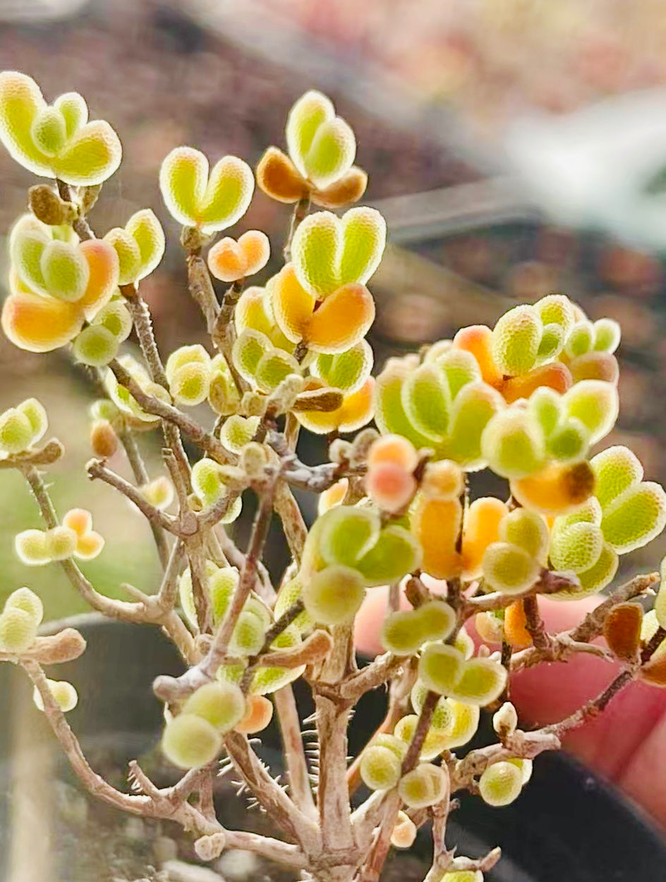 10 Seeds Drosanthemum schoenlandianum Very Rare Succulent Meaty Plant