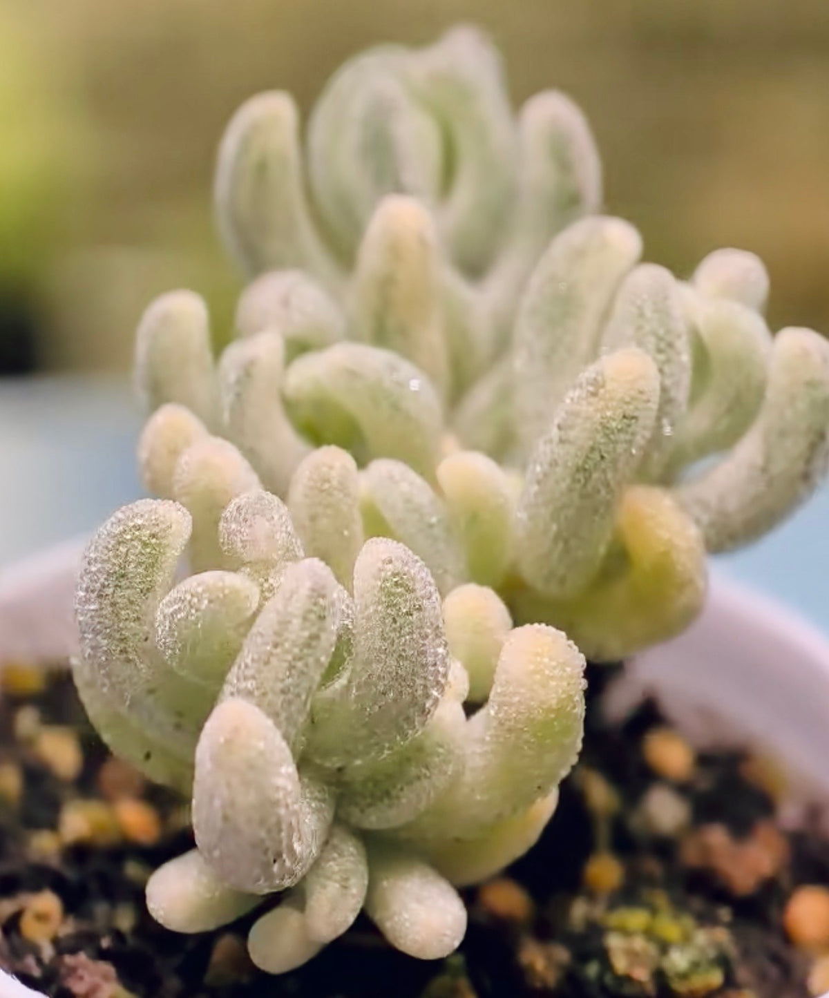 10 Seeds, Variegated Drosanthemum floribundum ‘White Crystal’, Succulent seed