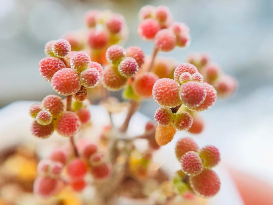 10 Seeds Drosanthemum sp 6 k sw Kliprand (rice gram) Very Rare Succulent Seed Pink Succulents Meaty Plants