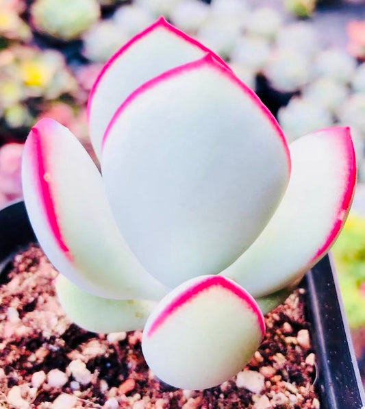 10 Seeds Cotyledon orbiculata ’Hakubi’ Rare Succulent Seed lovely red edge Meaty Plant