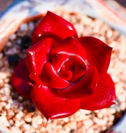 10 Seeds Echeveria Agavoides Romeo Rubin Rare Succulent Plant
