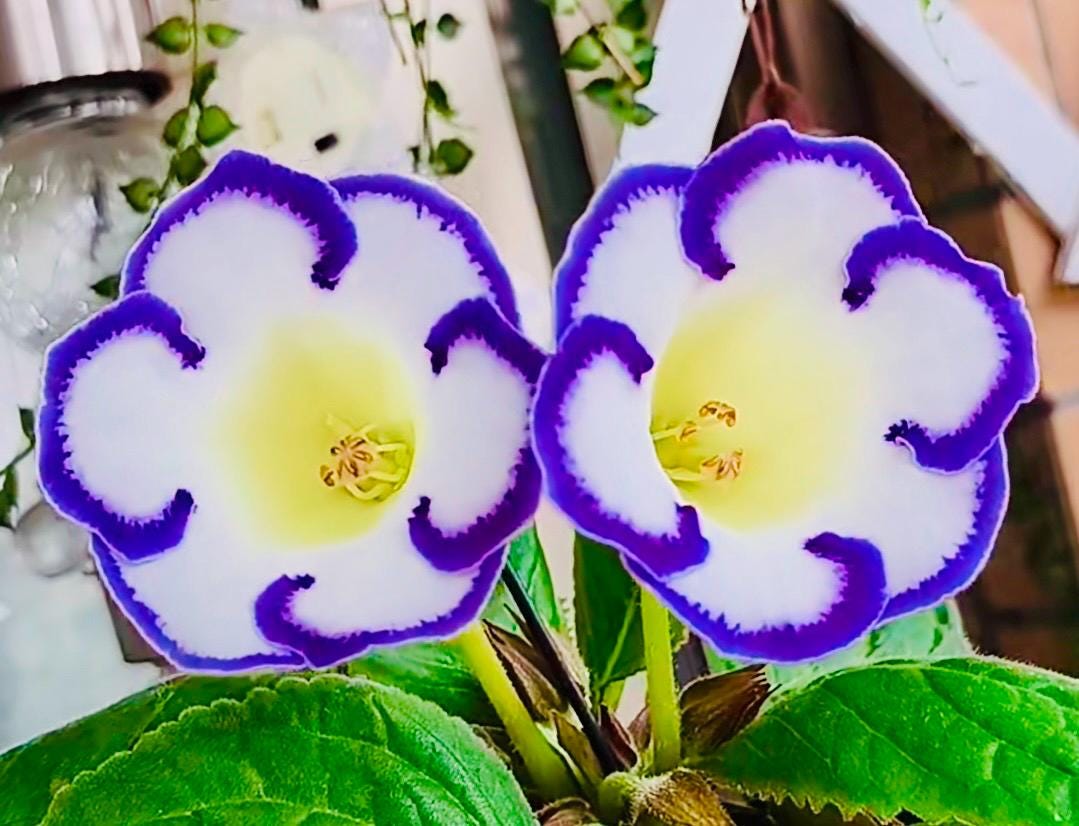 10 Seeds of Rare Gloxinia Sinningia Speciosa 'Velvet Loop' Hybrid | Velvet Blooms, Collector's Choice | Premium Easy-Care Houseplant