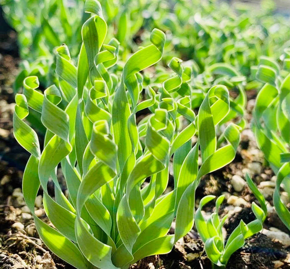 10 Seeds Albuca concordiana ‘Spring Grass’ Rare Succulent Plant
