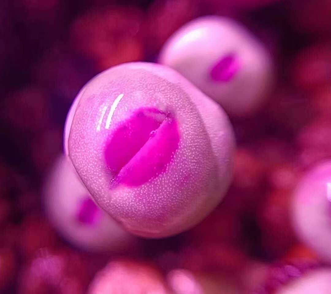 10 Seeds MIX Conophytum pageae ‘Red Lip’ sp Rare Succulent Seed Pink Succulents Meaty Plants Living stone