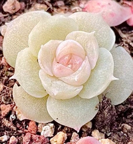 10 Seeds Echeveria ’Alba’ X Chihuahuaensis extremely Rare RECOMMENDED Succulent Meaty Plants